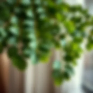 Close-up of eucalyptus leaves adding freshness to a room