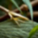 A close-up of bamboo fibers showcasing their texture and natural properties