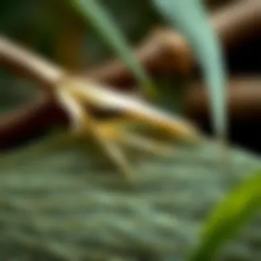 Bamboo Fiber Texture A close-up of bamboo fibers showcasing their texture and natural properties