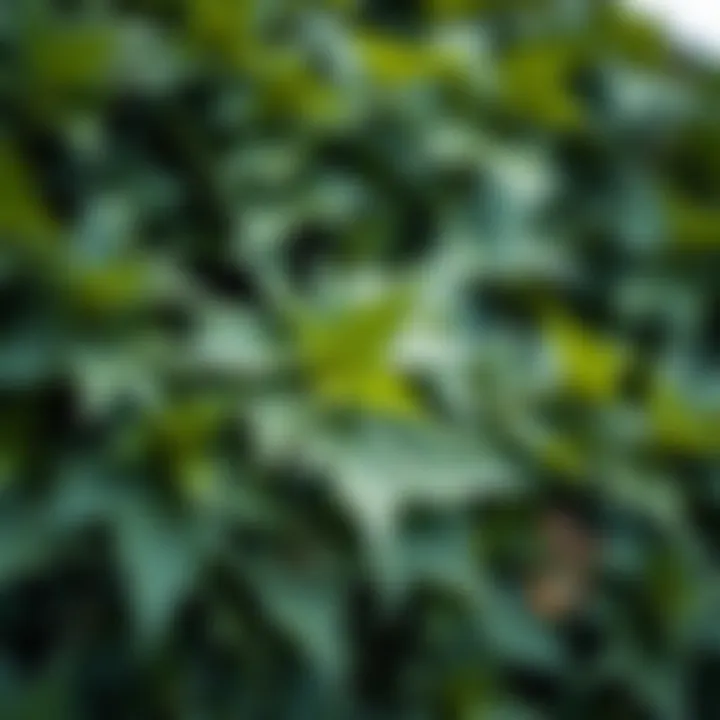 Close-up of durable synthetic ivy leaves