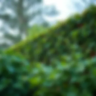 Installation of fake ivy privacy screen on a fence