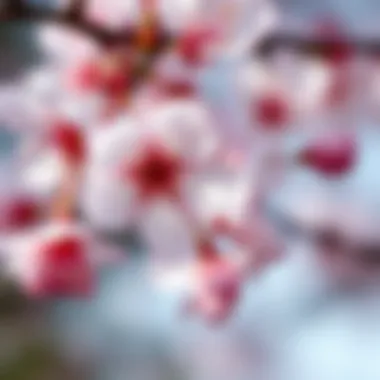 Delicate Petals Detail Close-up of the delicate petals of real touch cherry blossoms