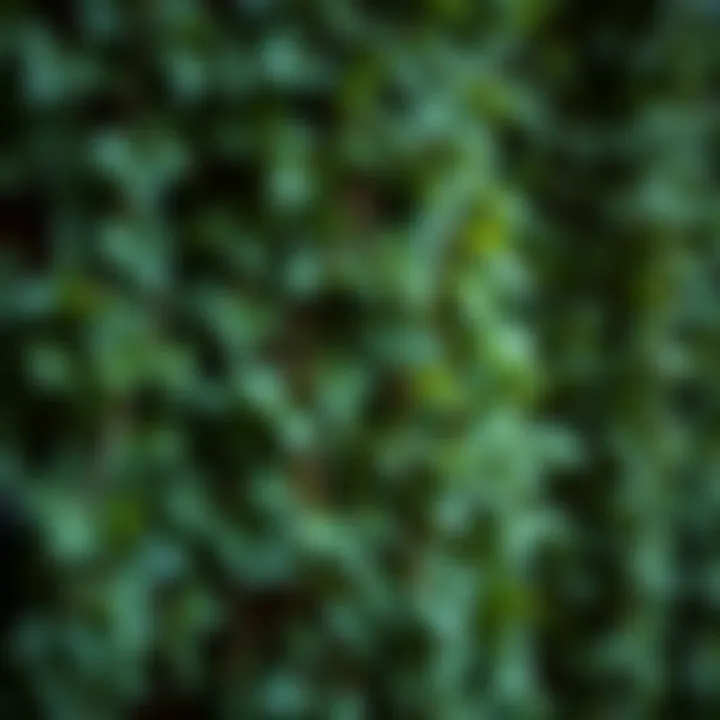 Eco-friendly display of artificial ivy strands contrasted with natural foliage