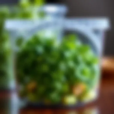 Cilantro in a Clear Plastic Container Clear plastic container showcasing fresh cilantro