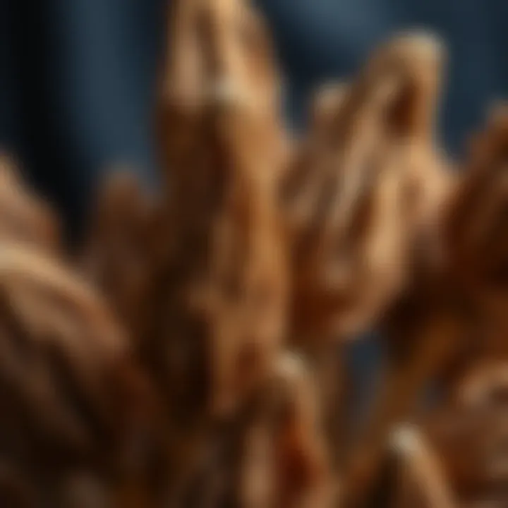 Close-up of dried lagurus showcasing its texture and natural beauty